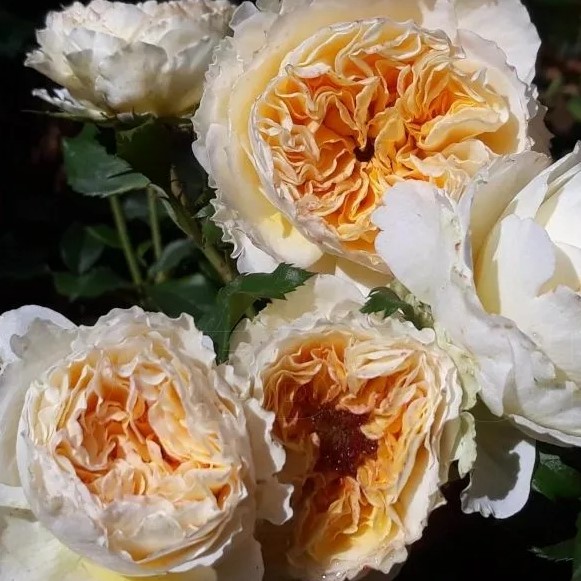 Роза флорибунда Биатрис